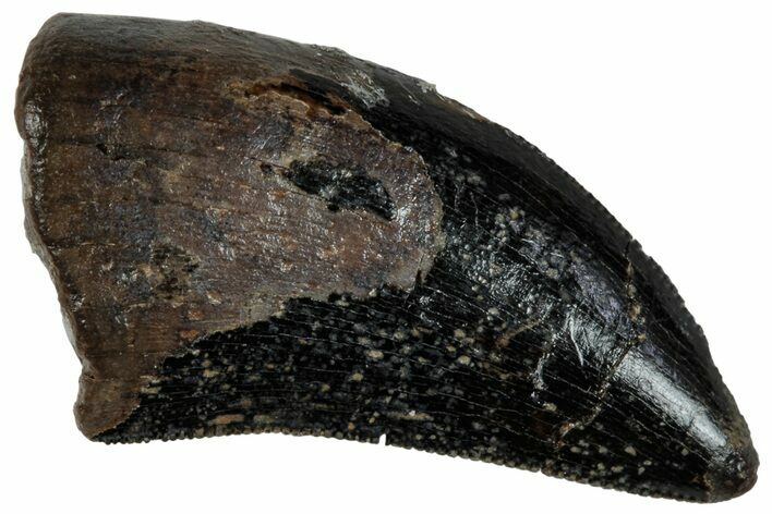 Serrated Tyrannosaur (Nanotyrannus?) Tooth - Wyoming #263422